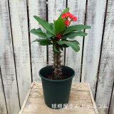 本日の更新情報♪