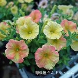 本日の更新情報♪