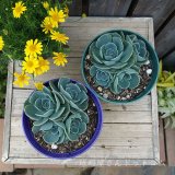 本日の更新情報♪