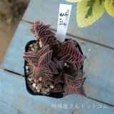 本日の更新情報♪