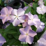 本日の更新情報♪