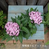 本日の更新情報♪