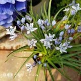 【秋植え球根 2019年（予約販売）】追加UPしました♪