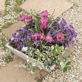 【秋植え球根 2019年（予約販売）】追加UPしました♪