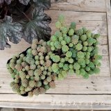 多肉植物6種、花苗2種UPしました♪