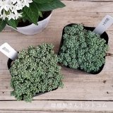 セダムを中心に多肉植物をUPしました♪