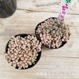 【多肉植物】7種UPしました♪