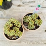 【多肉植物】多数UPしました♪