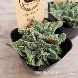 【多肉植物】【サボテン】1点ずつUPしました♪