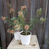 【花苗】5点入荷しました♪