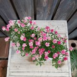 【花苗】5点入荷しました♪