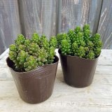 【多肉植物】レッドベリーUPしました♪