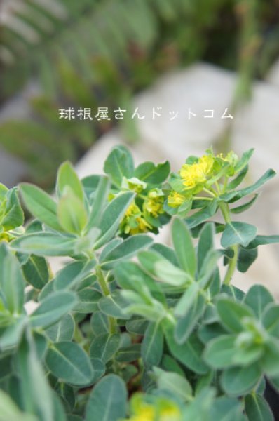 画像1: ユーフォルビア　ポリクロマ　（3号） (1)