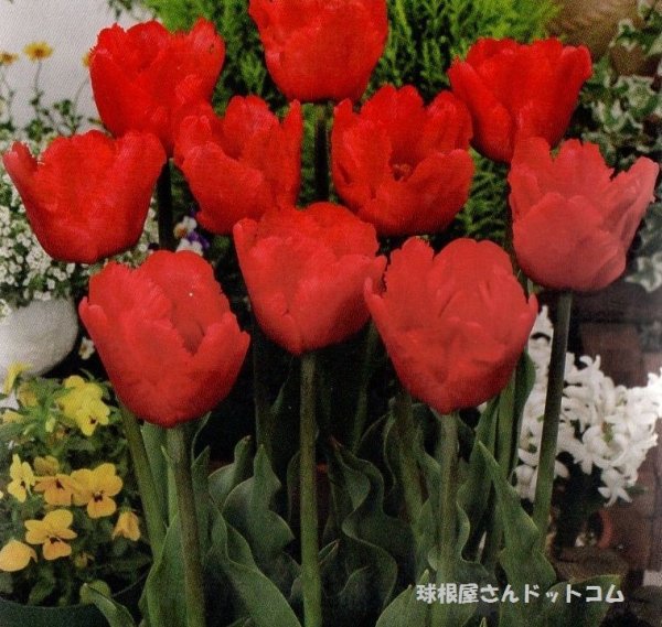 画像1: パーロット咲きチューリップ　ジャンピエール（P）5球入り (1)