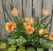 画像2: 早咲きチューリップ　アプリコットビューティー（SE）3球入り (2)