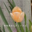 画像1: 早咲きチューリップ　アプリコットビューティー（SE）3球入り (1)