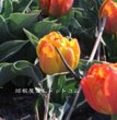 画像1: 八重咲きミニチューリップ　フレミングベビー （DE)　4球入り (1)