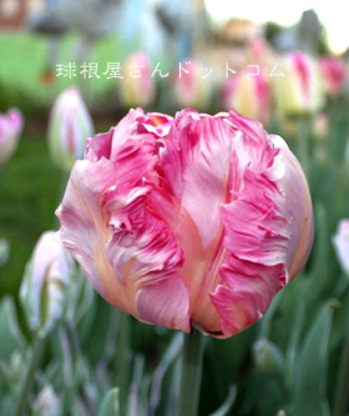 画像1: パーロット咲きチューリップ　エルセンブルグ(P)　3球入り (1)