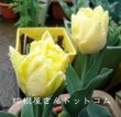画像5: チューリップ　フォクシーフォックストロット（DE）3球入り (5)