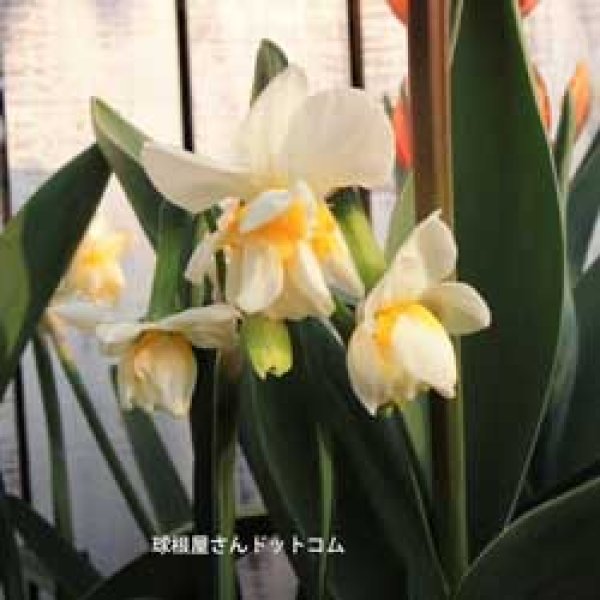 画像1: めずらしい八重房咲き　八重咲日本スイセン　2球入り (1)