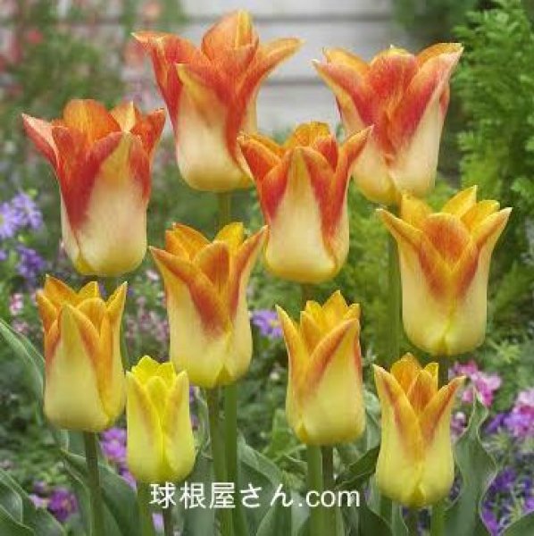 画像1: チューリップ　ムーンブラッシュ（L）3球入り (1)