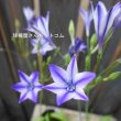 画像3: トリテレイア（ブローディア）　ルディー　5球入り (3)