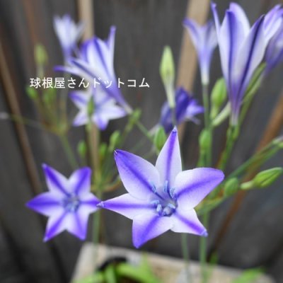 画像2: トリテレイア（ブローディア）　ルディー　5球入り