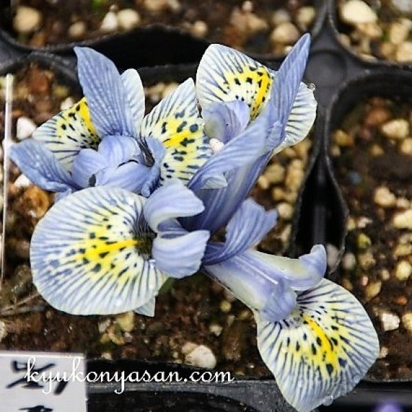 画像3: 再入荷しました！　ミニアイリス　キャサリン ホドキン　5球入り　 (3)