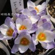 画像2: クロッカス　ブルーパール　5球入り (2)
