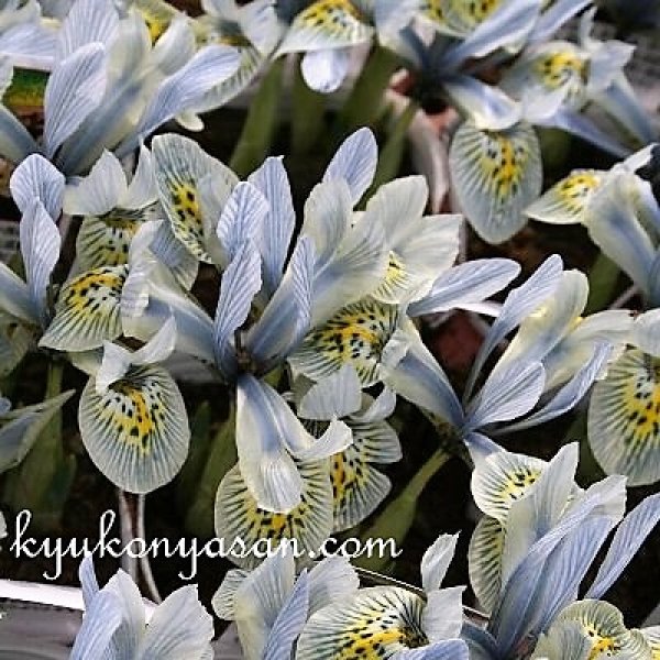 画像2: 再入荷しました！　ミニアイリス　キャサリン ホドキン　5球入り　 (2)