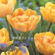 画像1: チューリップ　フォクシーフォックストロット（DE）3球入り (1)