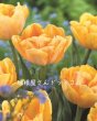画像2: チューリップ　フォクシーフォックストロット（DE）3球入り (2)