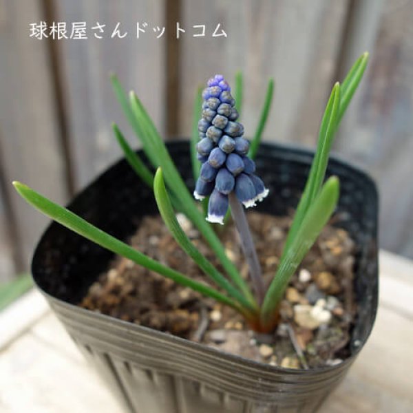 画像1: ムスカリ　ネグレクタム　5球入り (1)