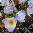 画像1: クロッカス　ブルーパール　5球入り (1)