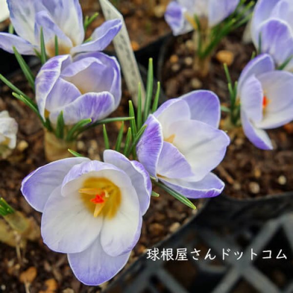画像1: クロッカス　ブルーパール　5球入り (1)