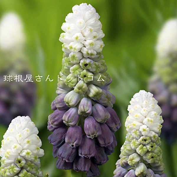 画像2: 再入荷しました！　ムスカリ　グレープアイス　3球入り (2)