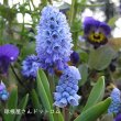 画像2: ムスカリ　アズレウム　5球入り　 (2)