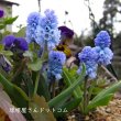 画像3: ムスカリ　アズレウム　5球入り　 (3)