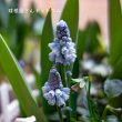 画像4: ムスカリ　アズレウム　5球入り　 (4)