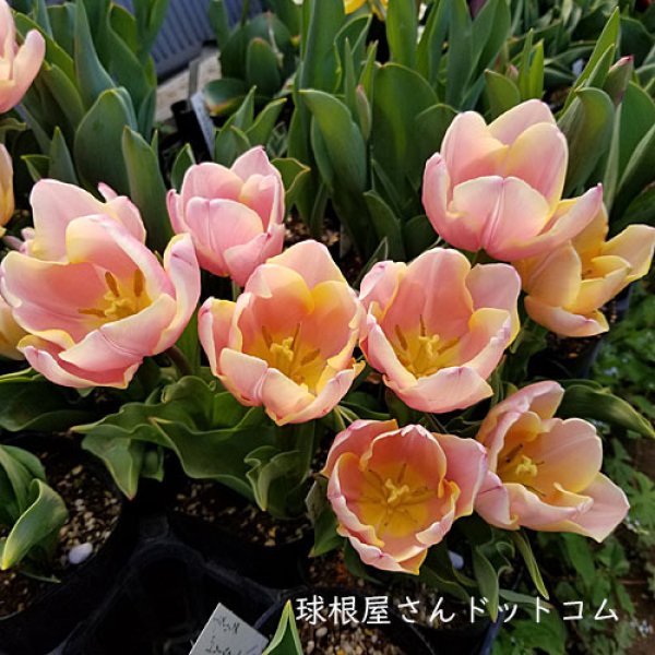 画像1: チューリップ　マンゴーチャーム（T）3球入り (1)