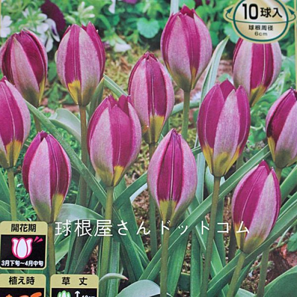 画像1: 原種系チューリップ  ペルシャンパール（M）5球入り (1)