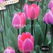 画像3: チューリップ　ライト・アンド・ドリーミー（T）3球入り (3)