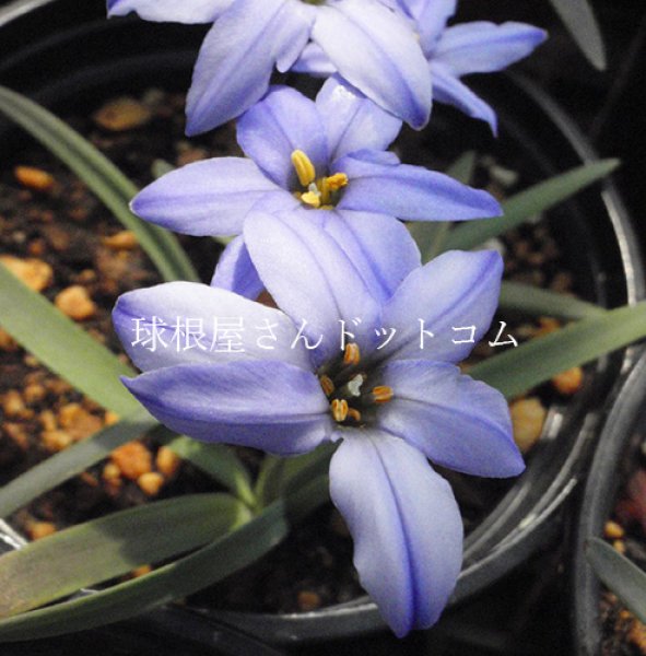 画像1: イフェイオン　ジェシー　5球入り　 (1)