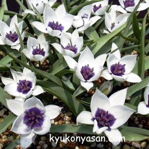 画像4: 再入荷しました！　原種系チューリップ　アルバコエルレアオクラータ　2球入り　 (4)