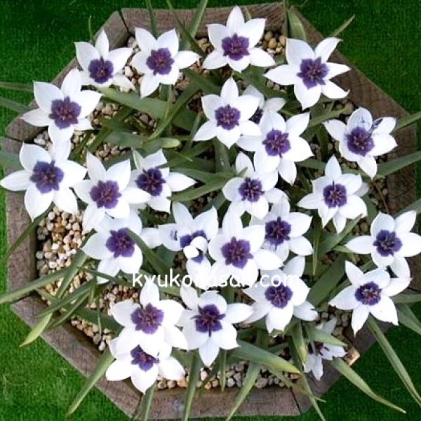 画像3: 再入荷しました！　原種系チューリップ　アルバコエルレアオクラータ　2球入り　 (3)