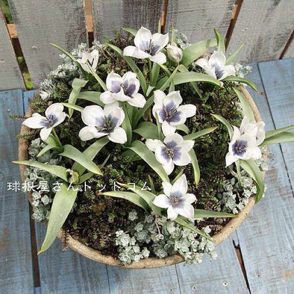 画像2: 再入荷しました！　原種系チューリップ　アルバコエルレアオクラータ　2球入り　 (2)