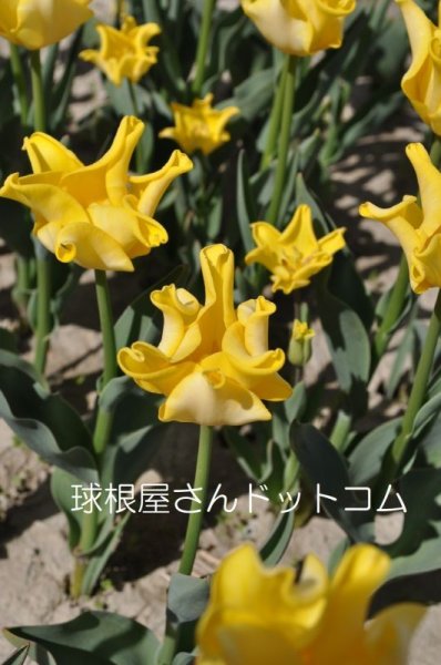 画像1: チューリップ　キングスクラウン（C）3球入り (1)