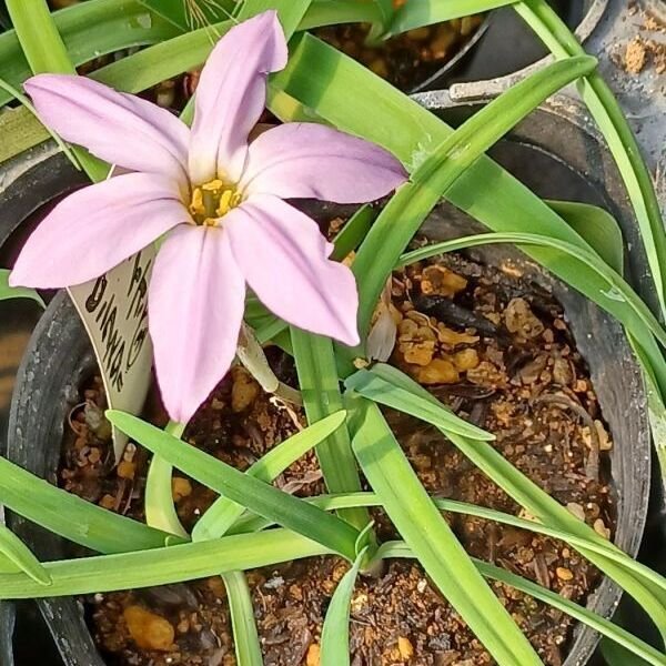 画像2: 再入荷しました！　イフェイオン　ピンクスター　5球入り (2)