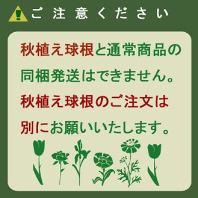 画像2: プスキニア　リバノチカ　アルバ（ホワイト）5球入り
