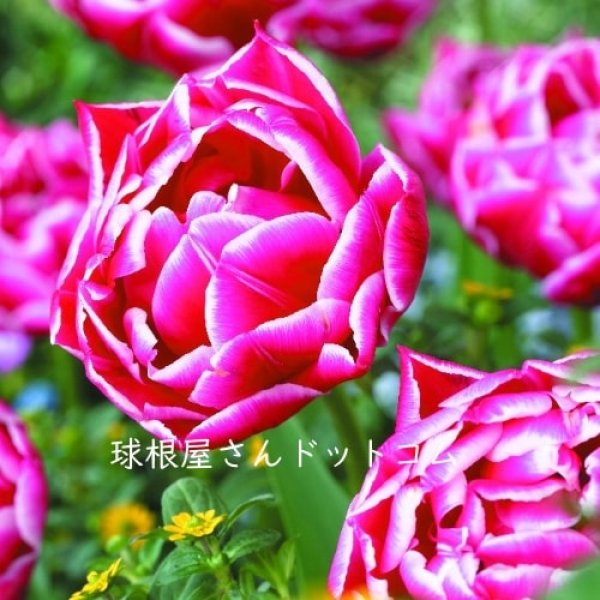 画像1: チューリップ　コロンブス（DL）3球入り (1)